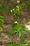 Carolina bugbane